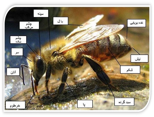 ساختار بدن زنبور