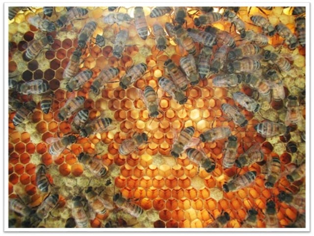 معماری زنبور عسل