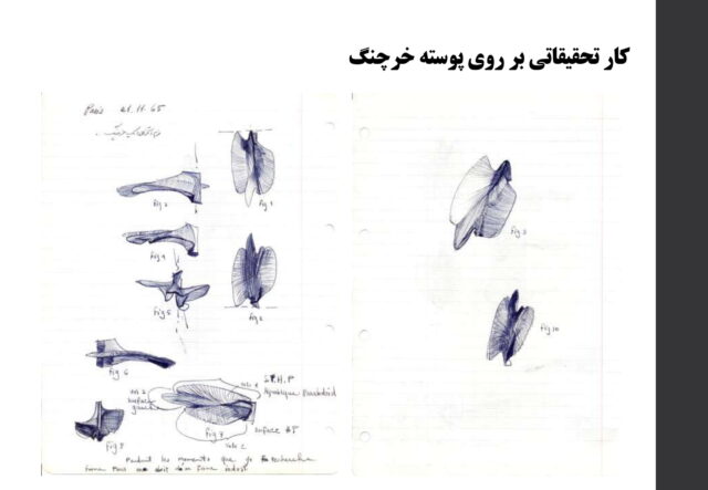 کار تحقیقاتی بر روی پوسته خرچنگ