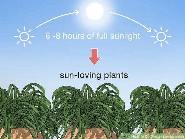 تاثیر نور در گیاه